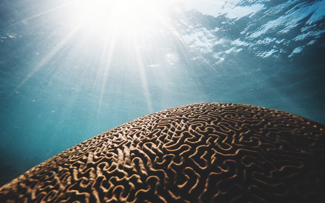 How burnout affect your brain blog - image of brown coral with brain like texture under water